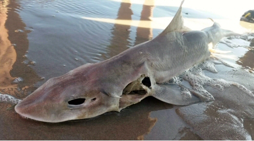 © Liisa Kok © Liisa Kok